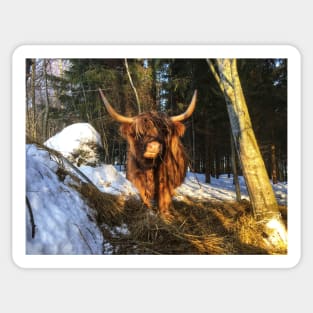 Scottish Highland Cattle Cow 1917 Sticker